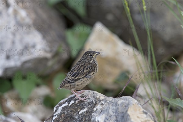 Ortolan Bunting