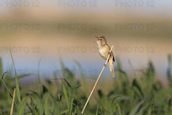 Great Reed Warbler