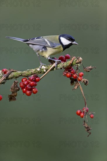 Great Tit