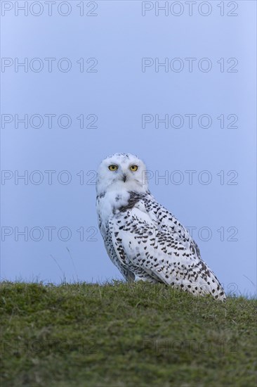 Snowy Owl