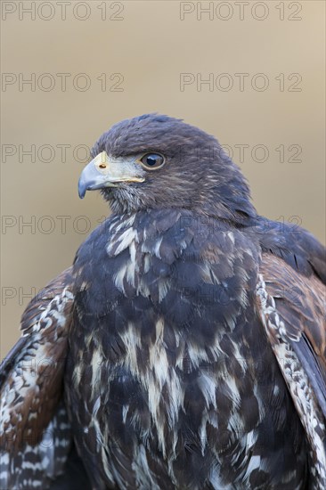 Harris' Hawk