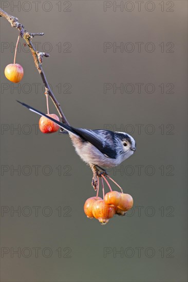 Long-Tailed Tit