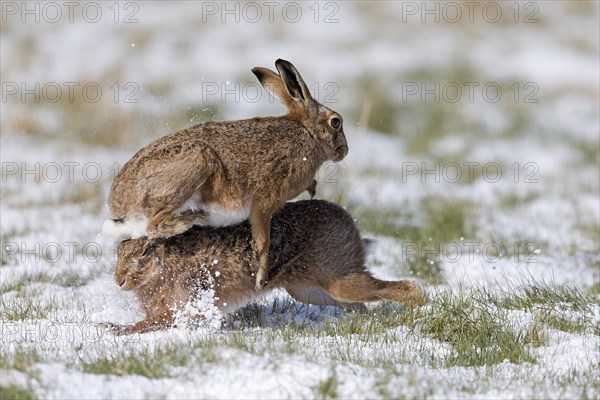 European Hare