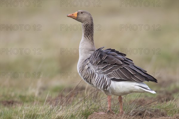 Greylag Goose