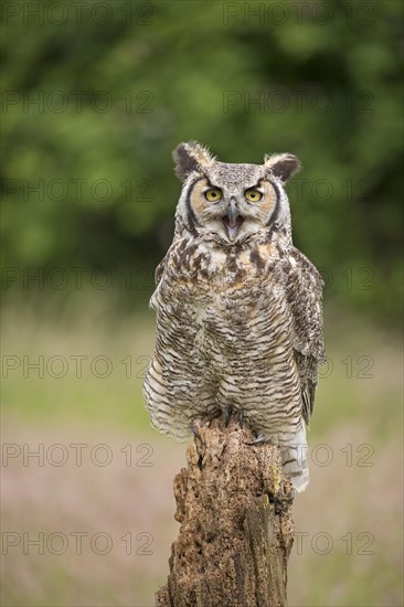 Great Horned Owl