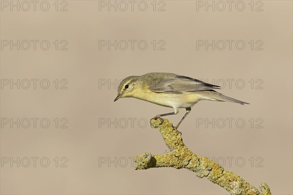 Willow Warbler