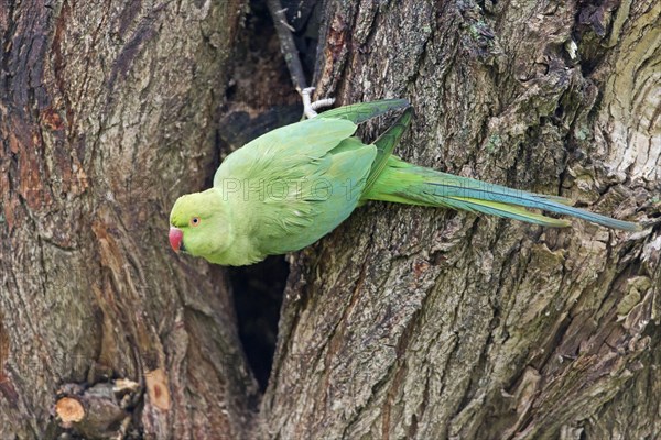 Rose-ringed Parakeet