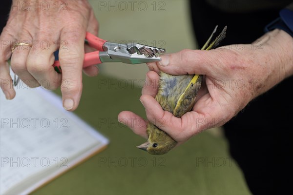 European Greenfinch