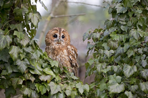 Tawny Owl