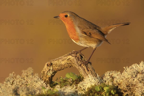 European Robin