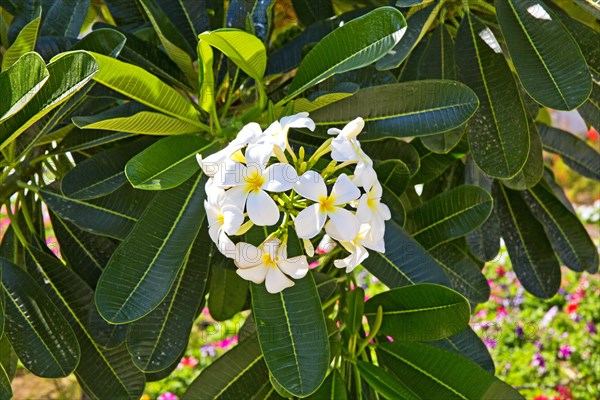 Frangipani flowers