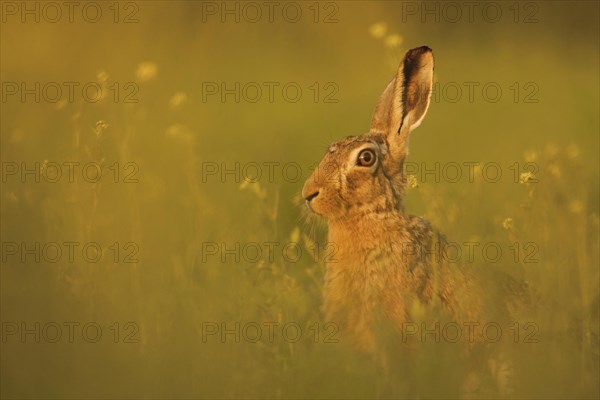 European Hare