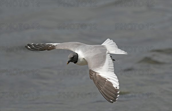 Sabine's Gull