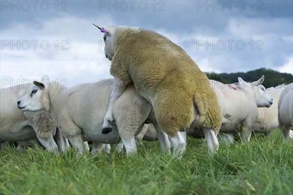 Pedigree texel ram mating with a ewe in autumn