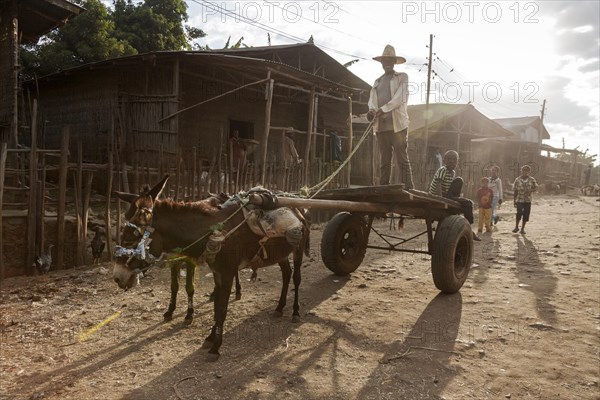 Man standing on donkey cart
