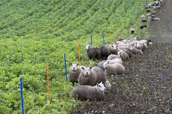 Lambs feeding on root crop in a field diveded by an electric fence. Cumbria