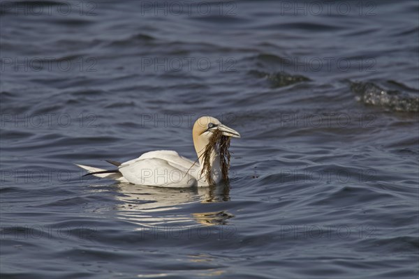 Northern Gannet