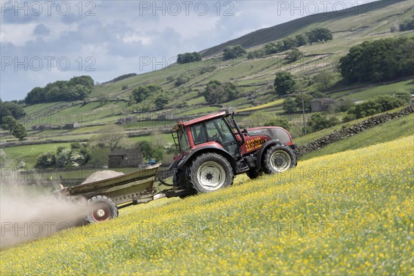 Spreading lime on an Dales dillower meadow to increase the soils fertility. Yorkshire Dales