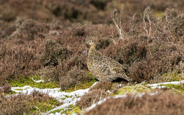 Red Grouse