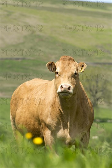 Limousin cows and calves in lush pasture