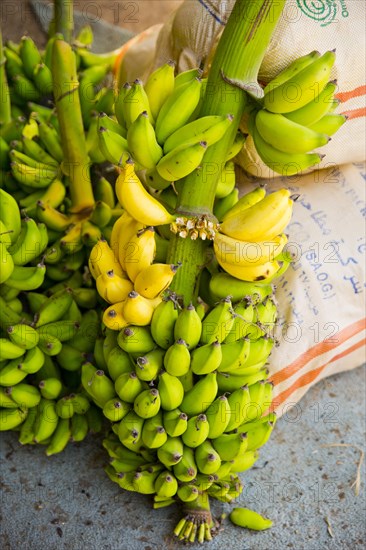 Banana trees