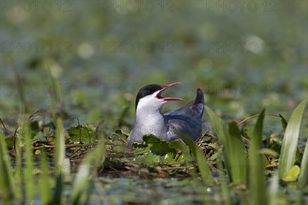 Whiskered Tern