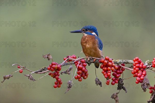 Common Kingfisher