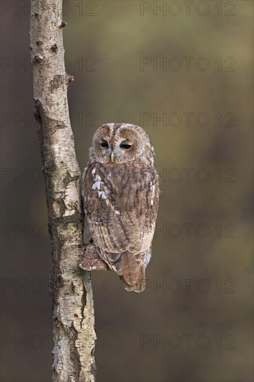 Tawny Owl