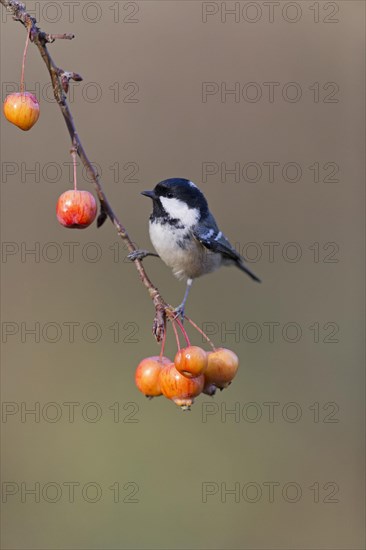 Coal Tit