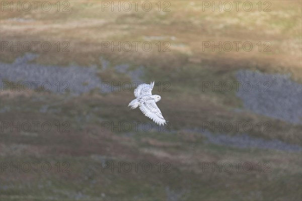 Snowy Owl