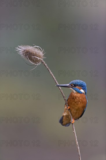 Common Kingfisher