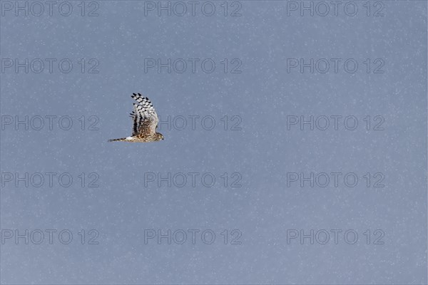 Hen Harrier