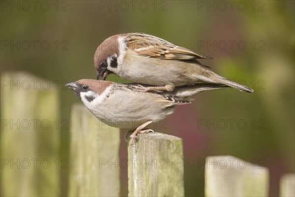 Eurasian Tree Sparrow