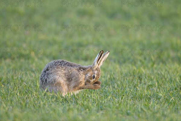 European Hare