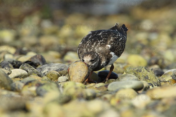 Ruddy Turnstone