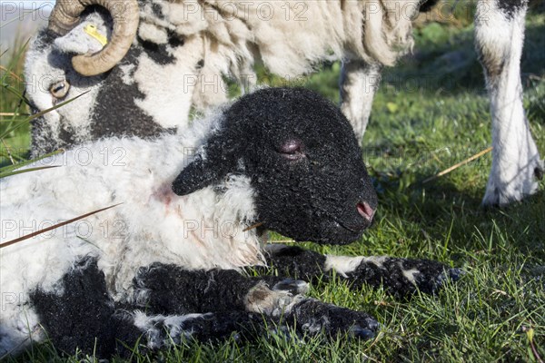 Domestic Sheep