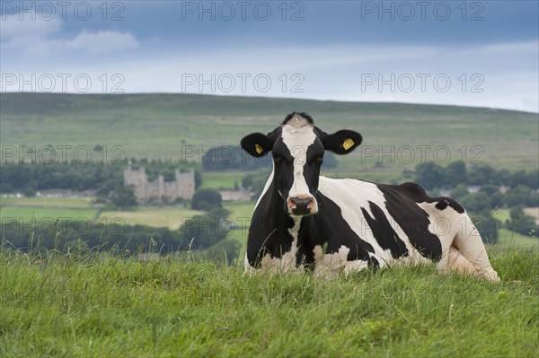 Domestic Cattle