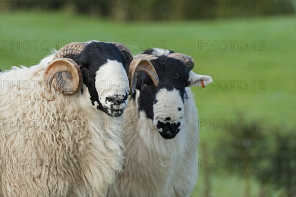 Domestic Sheep