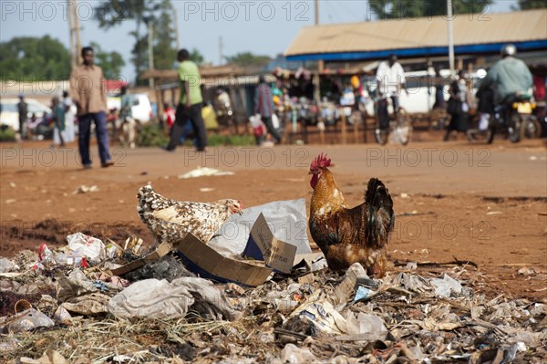 Domestic Chicken