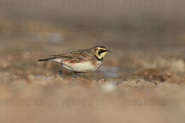 Shore Lark