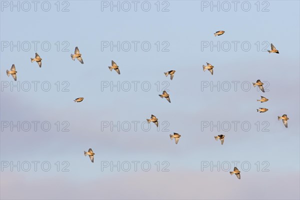 Eurasian Linnet