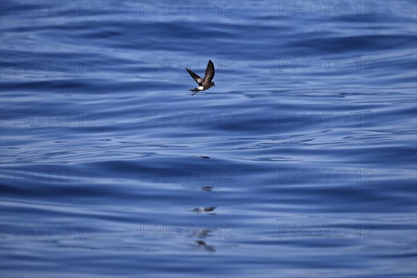 Wilson's Storm-petrel