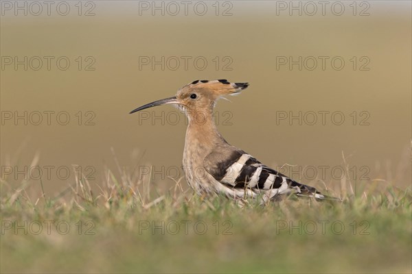 Eurasian Hoopoe