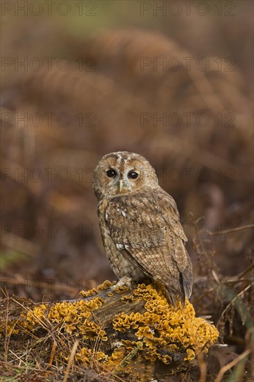 Tawny Owl