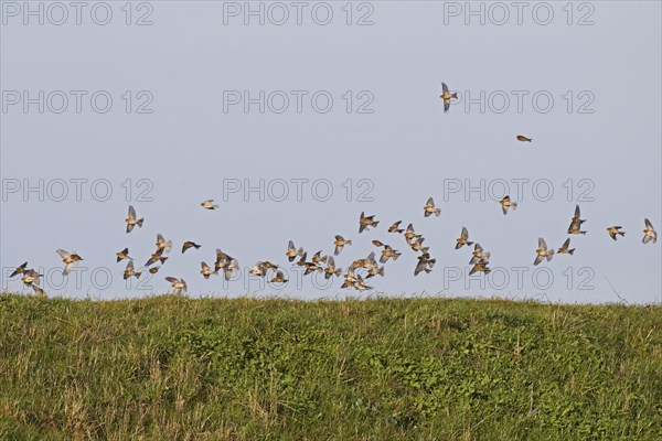 Twite