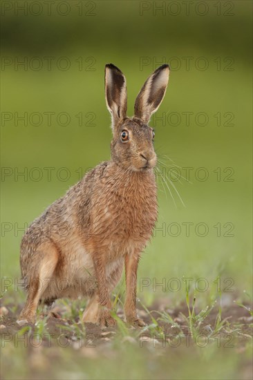 European Hare