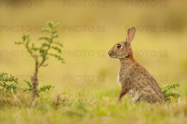 European Rabbit