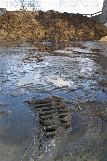 Effluent run off from manure heap going down drain into storage unit on dairy farm