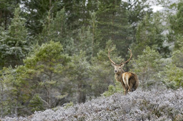 Red deer