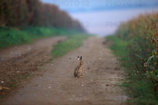 Brown Hare